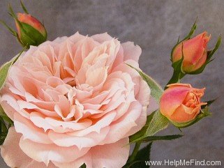 'Sandrina ® (florists rose, Kordes)' rose photo