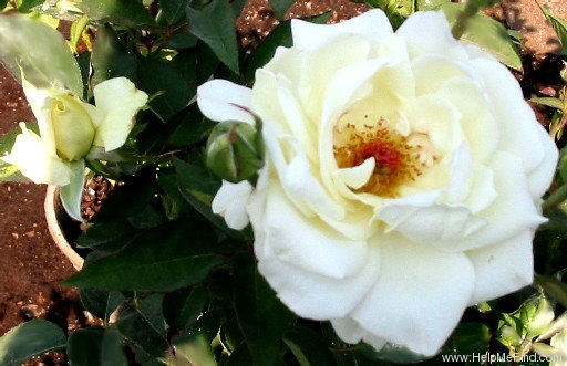 'John F. Kennedy' rose photo