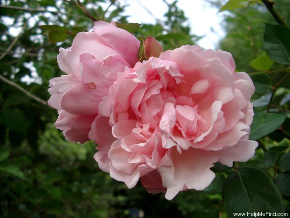 'Albertine (hybrid wichurana, Barbier, 1921)' rose photo