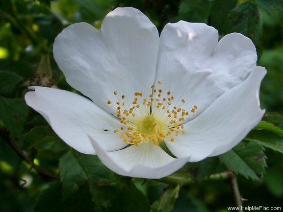 'Dog Rose' rose photo