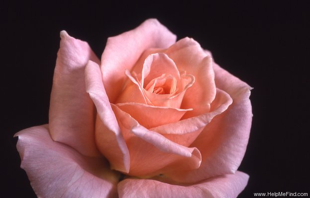 'Clara (hybrid tea, Sheldon, 1990)' rose photo