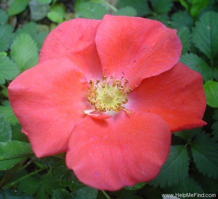 'Orangeade ®' rose photo