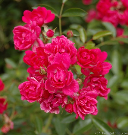 'Rote Fairy' rose photo