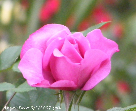 'Angel Face (Floribunda, Swim & Weeks, 1968)' rose photo