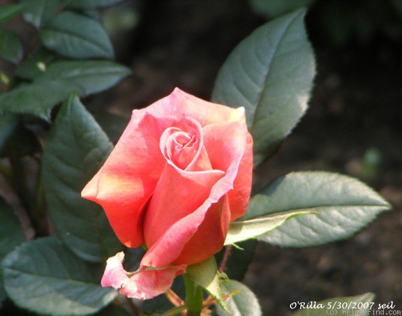 'O'Rilla' rose photo