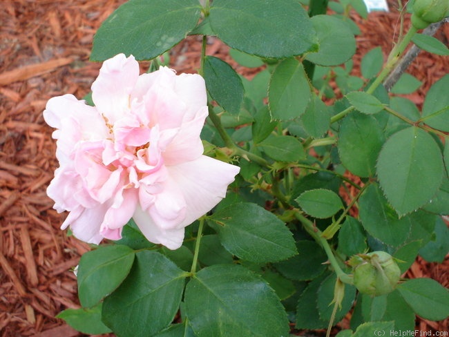 'Gloire de Dijon (Tea Noisette, Jacotot 1850)' rose photo