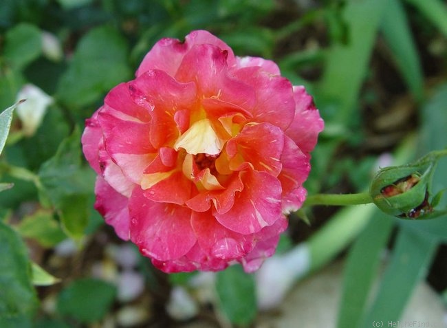 'Granada Sunset' rose photo