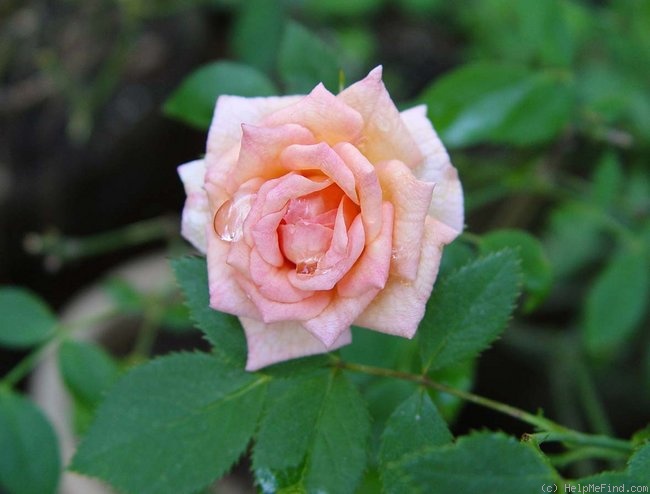 'Minnie Pearl ™' rose photo