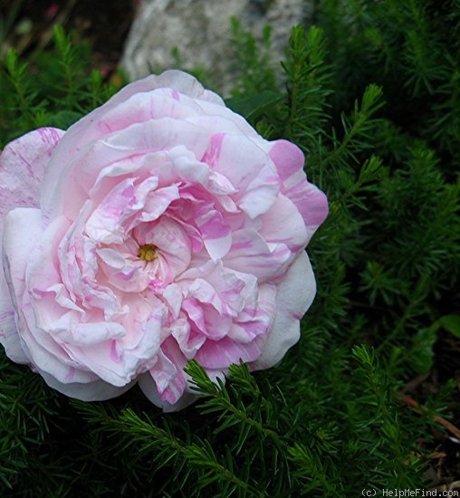'Unique Panachée' rose photo