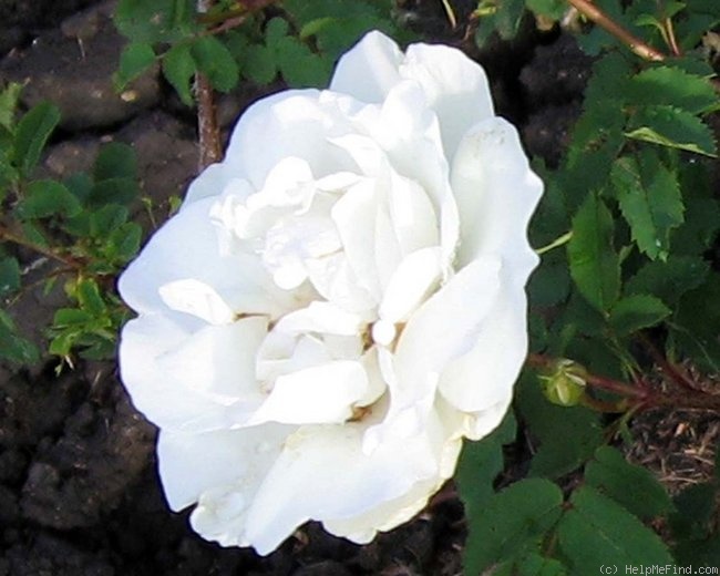 'Prairie Maid' rose photo