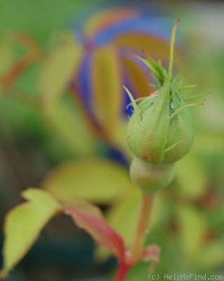 'Mademoiselle de Sombreuil' rose photo