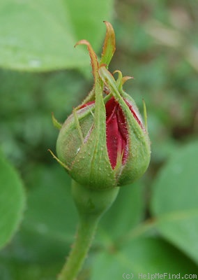 'Ulrich Brunner Fils' rose photo