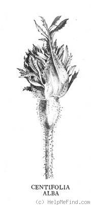 '<i>Rosa centifolia alba</i> synonym' rose photo