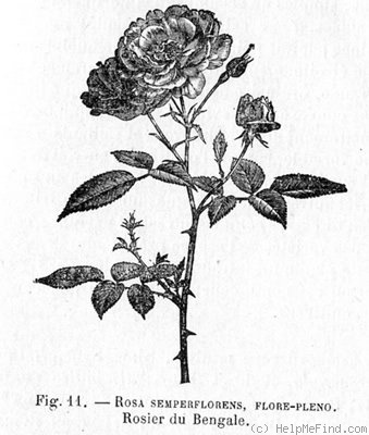 '<i>Rosa chinensis</i> var. <i>semperflorens</i> (Curtis) Koehne' rose photo