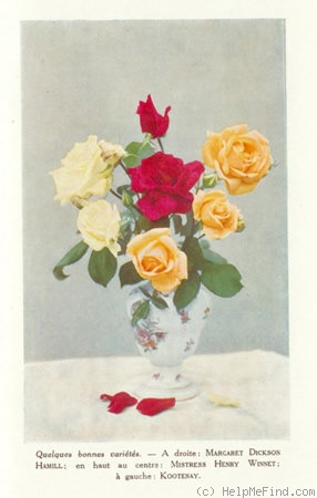 'Kootenay' rose photo