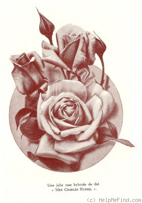 'Mrs. Charles Russell' rose photo
