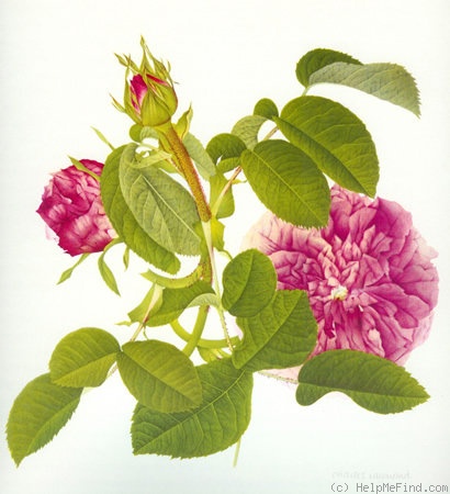 'Rose de la Maître-École' rose photo