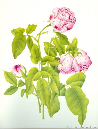 'Honorine de Brabant (Bourbon, Tanne, 1916)' rose photo