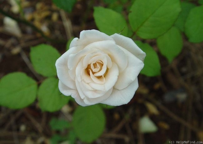 'Medeo (as a Cut Rose)' rose photo