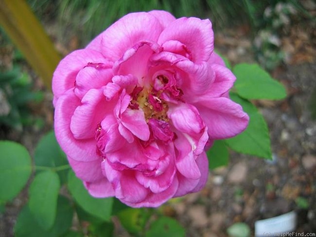 'Amédée de Langlois' rose photo