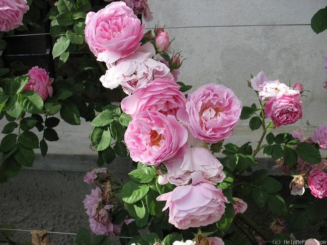 'Bourbon Queen' rose photo