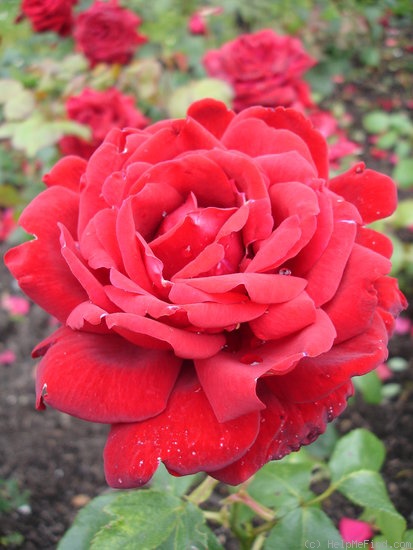 'Ruby Wedding' rose photo