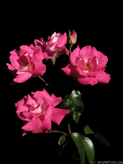 'MANpurple' rose photo