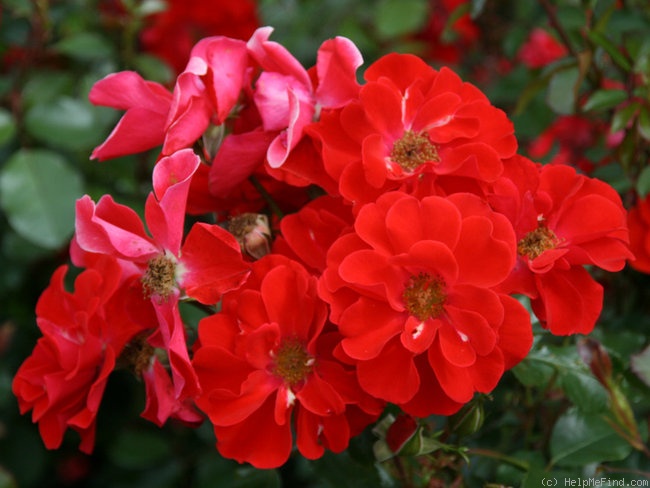 'Fiesta Flamenco ®' rose photo