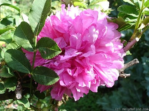'<i>Rosa roxburghii</i> f. <i>plena</i> Rehder synonym' rose photo