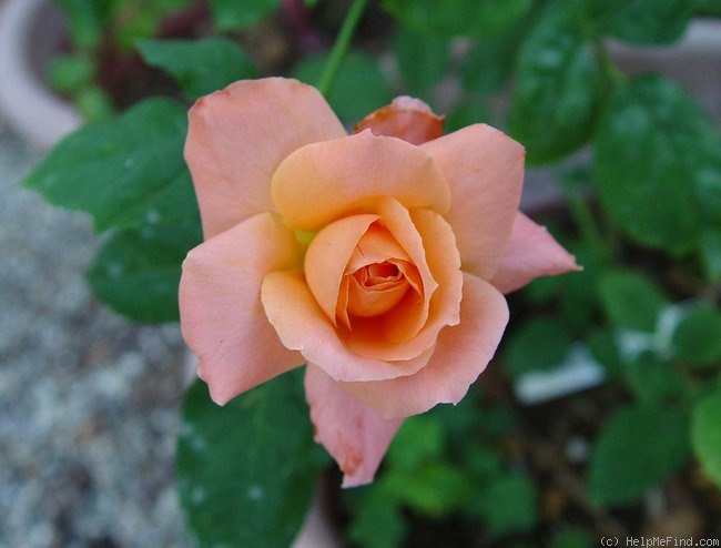 'Courtoise' rose photo