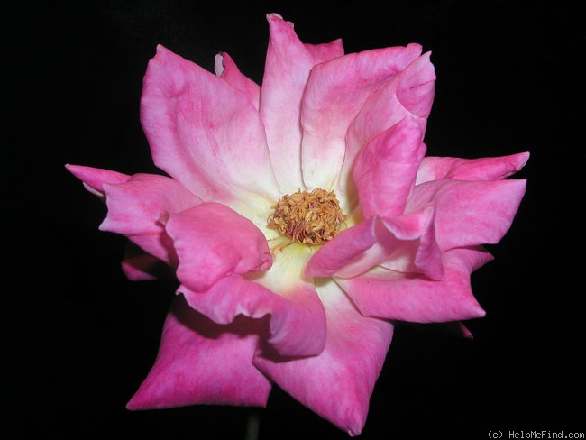 'MANpurple' rose photo