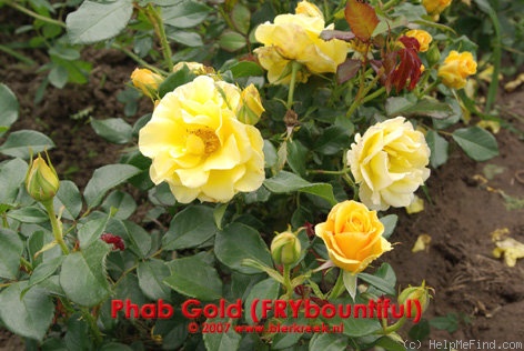 'Phab Gold' rose photo