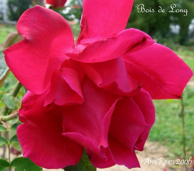 'Bois de Long' rose photo