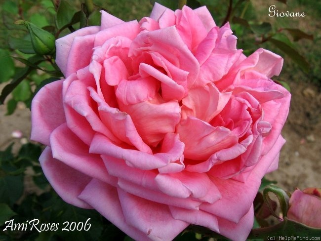 'Giovane' rose photo