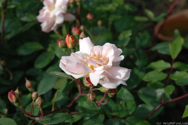 'Ceres (Hybrid Musk, Pemberton, 1914)' rose photo