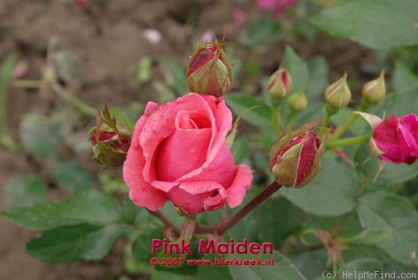 'Pink Maiden' rose photo