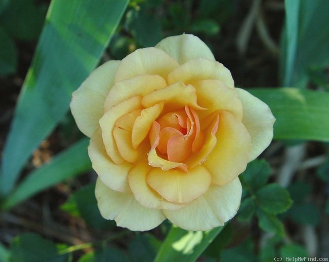 'Anne Harkness (Floribunda, Harkness, 1979)' rose photo