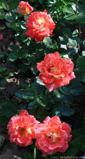 'Caribia (hybrid tea, Wheatcroft, 1972)' rose photo