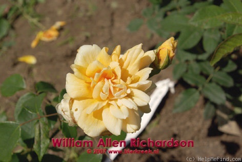 'William Allen Richardson' rose photo