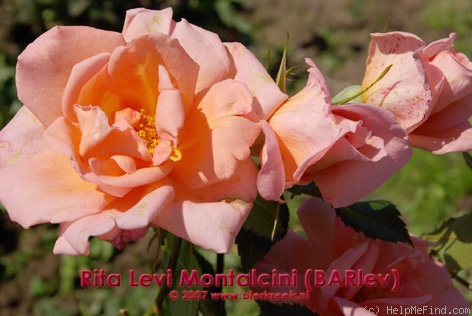 'Rita Levi Montalcini ®' rose photo
