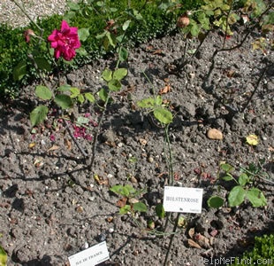 'Holstenrose' rose photo