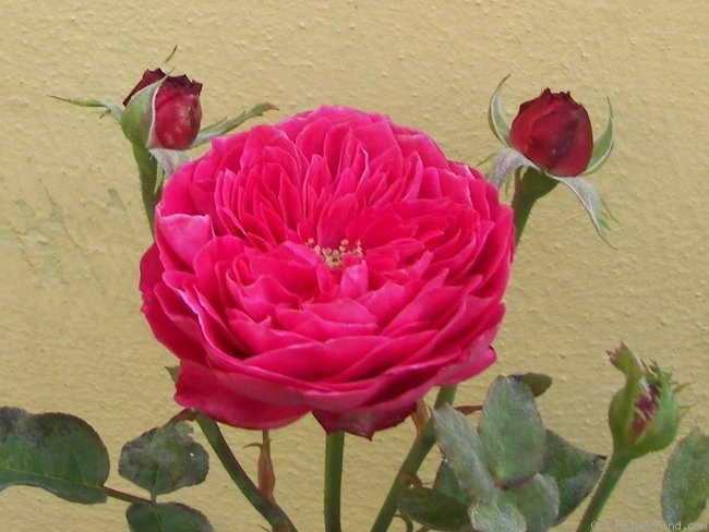 'Accademia ®' rose photo