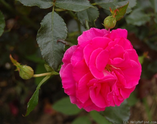 'France Bleu ®' rose photo