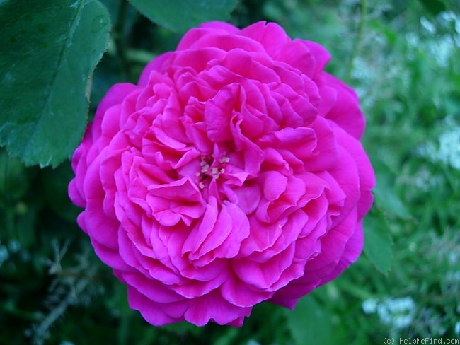 'Général Washington (hybrid perpetual, Granger, 1860)' rose photo