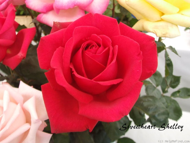 'Sweet Heart Shelley' rose photo