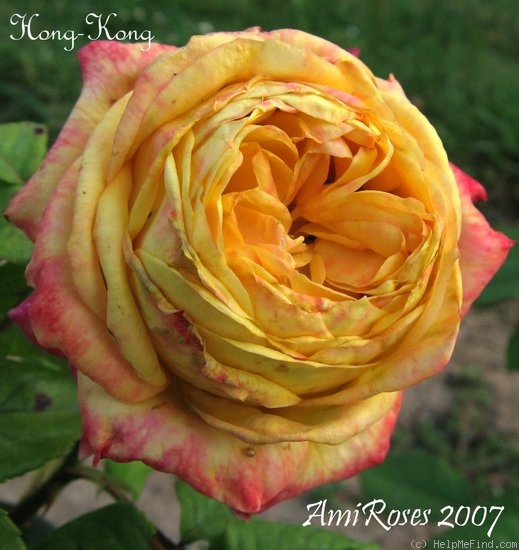 'Hong-Kong' rose photo