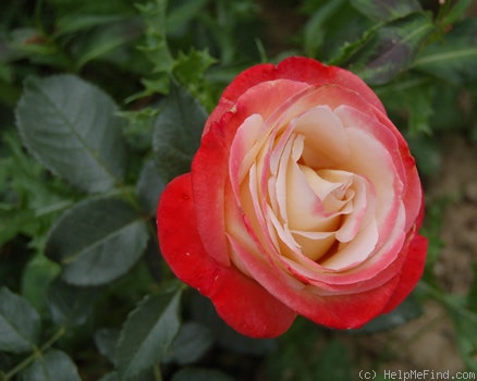 'Vendée Impériale ®' rose photo