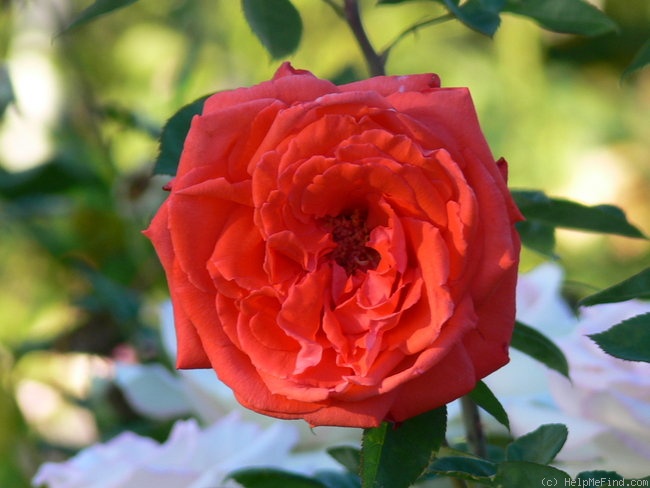 'Summer Holiday ®' rose photo