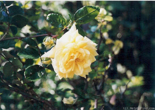 'Brownell Yellow Rambler' rose photo