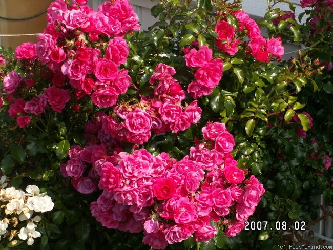 'Heidekind ® (shrub, Kordes, 1985)' rose photo